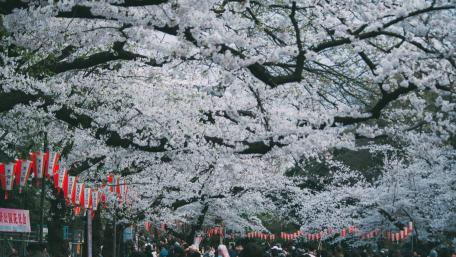 Sakura wallpaper