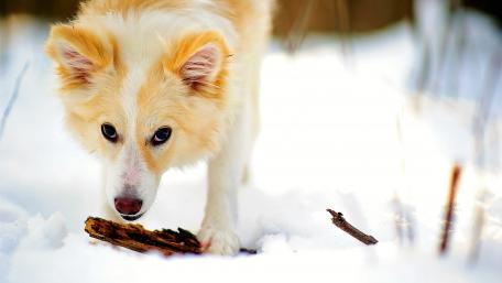 Icelandic Sheepdog wallpaper