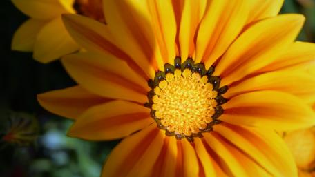Closeup wildflower wallpaper