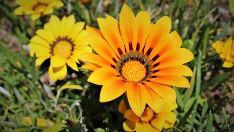 Orange Wildflower wallpaper