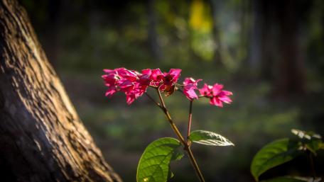 Wild flowers in down wallpaper