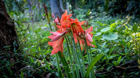 Wild Onion Flowers wallpaper