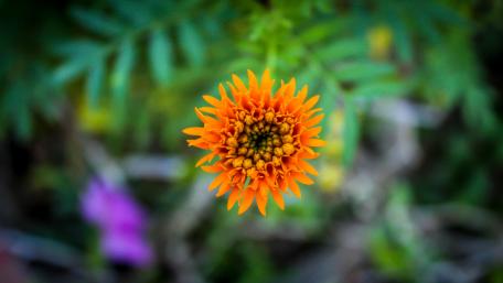 Blooming marigold flower wallpaper
