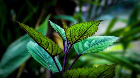 Coleus Leaves wallpaper