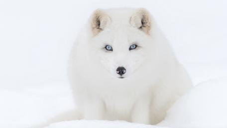 Arctic fox on snow wallpaper