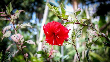 Red Hibiscus Flower wallpaper