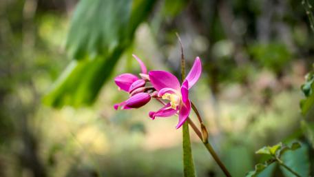 Purple Ground Orchids wallpaper