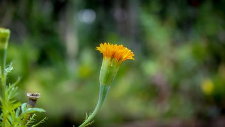 Blooming marigold flower wallpaper