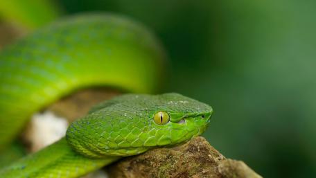 Green snake wallpaper