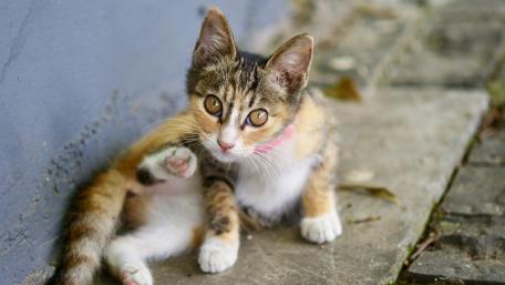 The kitten looks into the camera wallpaper