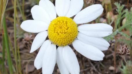 White flower wallpaper