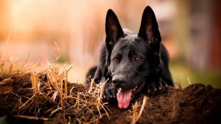 Black German Shepherd wallpaper