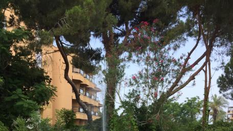 Urban Oasis Amidst Greenery and Architecture wallpaper