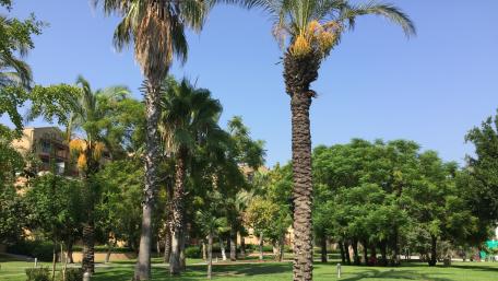 Lush Palm Oasis Under Clear Blue Sky wallpaper