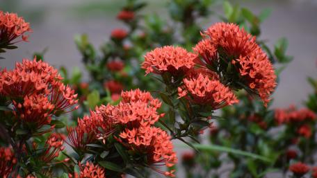 Beautiful flower picture wallpaper