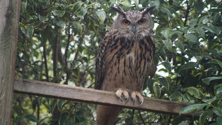 Majestic Owl Perched Among Leaves wallpaper