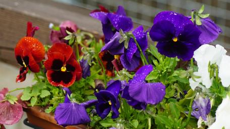 Vibrant Pansy Garden Delightful Colors and Textures wallpaper