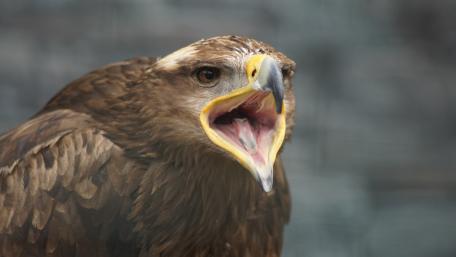 Majestic Bird of Prey in Action wallpaper