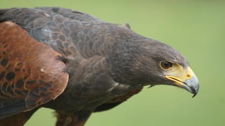 Majestic Hawk Close-Up Wallpaper wallpaper