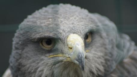 Majestic Bird in Close-Up View wallpaper