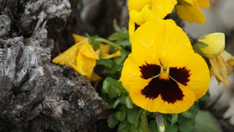 Yellow Pansy flower wallpaper