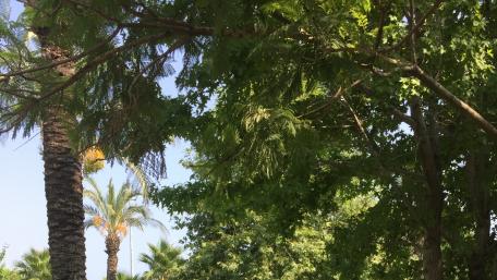 Lush Greenery Under the Clear Sky wallpaper