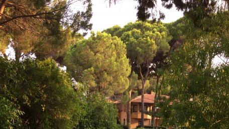 Serene Nature Retreat Among Majestic Trees wallpaper