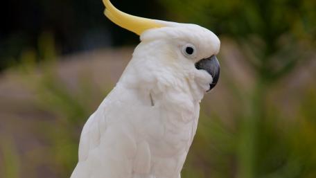 White Cockatoo in Serene Greenery wallpaper