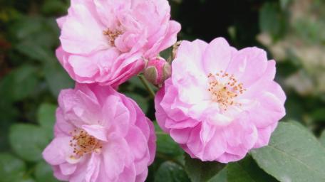 Pink Rose wallpaper