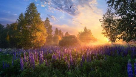 Lupin blossom wallpaper