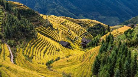 Terraced rice field wallpaper