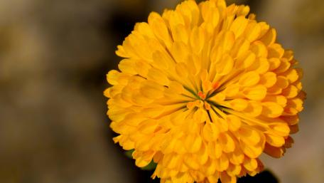 Yellow flower wallpaper