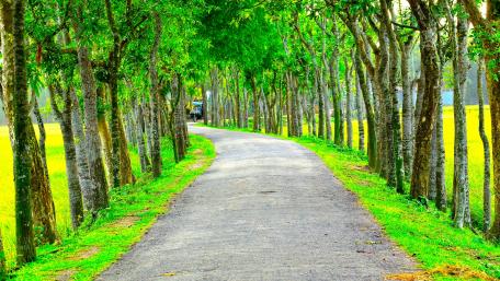 Tree lane wallpaper