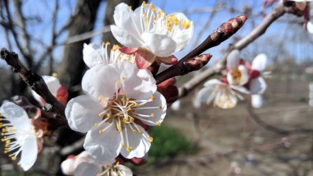 Spring Blossoms in Breathtaking 4K Clarity wallpaper