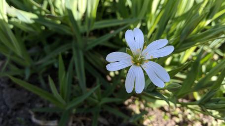 Elegant White Flower in Nature's Embrace wallpaper