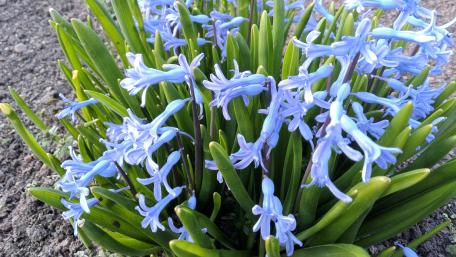 Delicate Blue Flowers in Blooming Landscape wallpaper