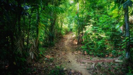 Wild path way wallpaper