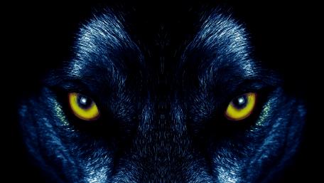 Wolf eyes wallpaper