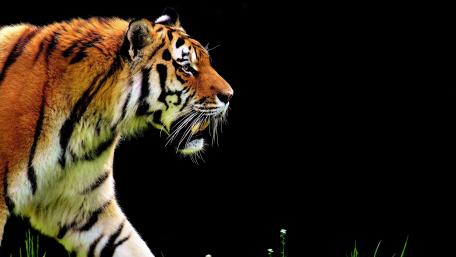 Majestic Tiger in Profile View wallpaper