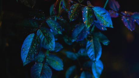 Blue Effect wallpaper