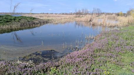 Serene Wetland Reflection in Stunning Detail wallpaper
