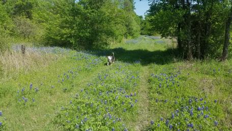 Spring in texas wallpaper