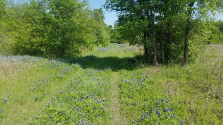 Vibrant Spring Wildflowers in Texas Landscape wallpaper