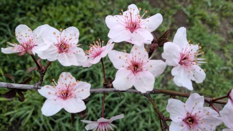 Blossoming Springtime Splendor in 4K wallpaper