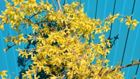 Bright Yellow Blossoms Against a Vibrant Blue Background wallpaper