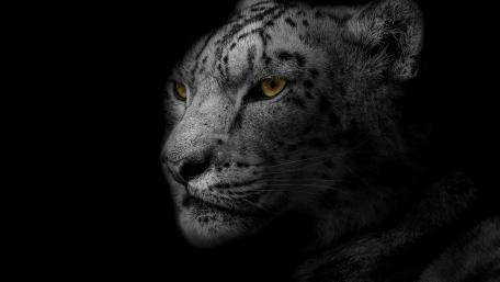 Yellow-eyed leopard wallpaper