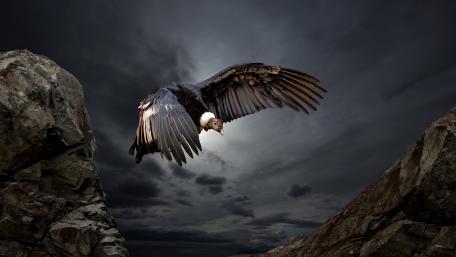 Andean Condor wallpaper