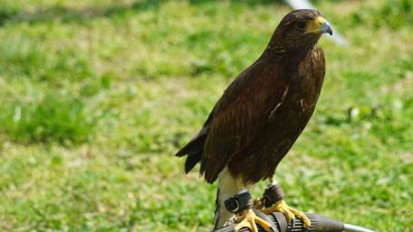 Majestic Bird of Prey in Nature Scene wallpaper