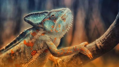 Veiled Chameleon on a tree branch wallpaper