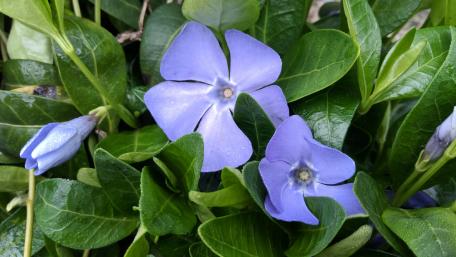 Vibrant Blue Periwinkle Blooms wallpaper